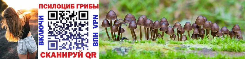 Псилоцибиновые грибы Cubensis  Купить закладки  Вихоревка 